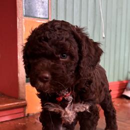 Red - Brown female Lagotto Romagnolo puppy in Alsea, Oregon from Stan and Merrie's Lagotto Romagnolo