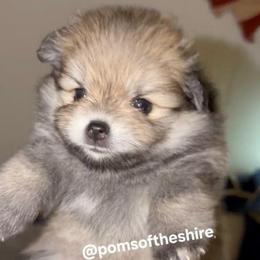 Morwen - Orange sable female Pomeranian puppy in Boca Raton, Florida from Poms of The Shire