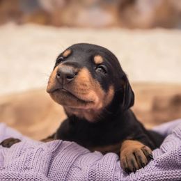 Doberman Pinscher Puppies from Akc Dobermans puppies by Serena