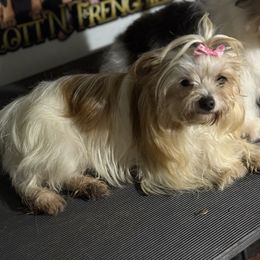 Daisy - Yorkshire Terrier