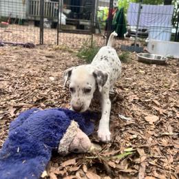 Magnolia(LUA) - White and liver brown female Dalmatian puppy in Wilson, North Carolina from New Horizonz Dalmatians