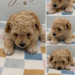 George - Red  male Poodle puppy in Grass Valley, California from Sapphire Ridge Poodles