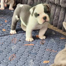 Ravioli - Blue tri-color male Bulldog puppy in Washington from Sun City Campeiro Bulldogs