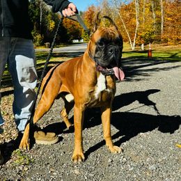 Boxer Puppies from MK Boxer Haven of CNY