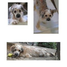 DaoDog Quark Charm - Palomino male Chinese Crested puppy in Highland Park, Michigan from Family Kennel Dao Dog