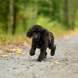 Cavapoo, Cockapoo, and Poodle Puppies from Heavenly Puppies to Love