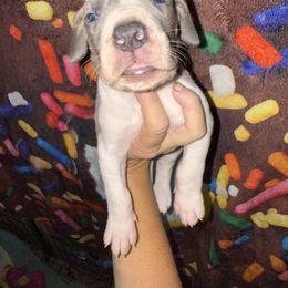 Carrie - Fawn female Great Dane puppy in Orange Grove, Texas from Shadow Veil Dane’s