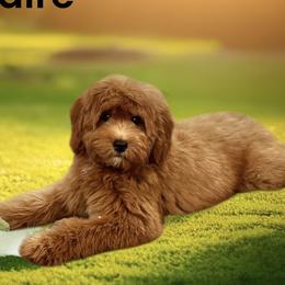 Claire - Goldendoodle