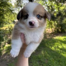 Zach - Sable merle and white male American Corgi puppy in Foreman Ar., Arkansas from Grassy Lake Corgis