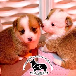 CHUCKY-STUNNING RED AND WHITE BOY - Red male Pembroke Welsh Corgi puppy in Taylorsville, North Carolina from Mill Creek’s Pembroke Welsh Corgis and French Bulldogs