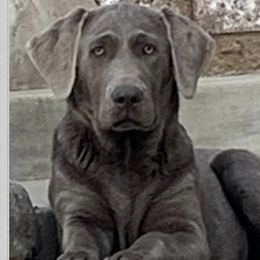 Astro - Labrador Retriever