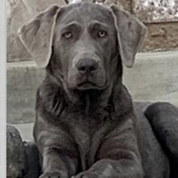 Astro - Labrador Retriever