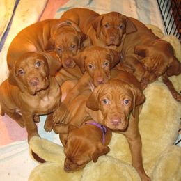 Vizsla Puppies from Wasatch Mountain Vizslas