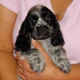 English Cocker Spaniel Puppies from Bellaluna