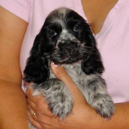English Cocker Spaniel Puppies from Bellaluna
