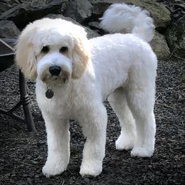 Tuck - Australian Labradoodle