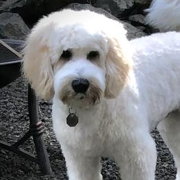 Tuck - Australian Labradoodle