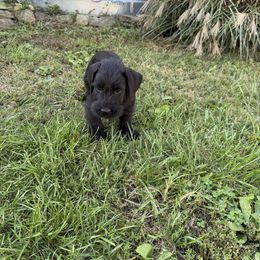 Boy 1 - Black male Giant Schnauzer puppy in Bois D’arc, Missouri from Down Low Kennels