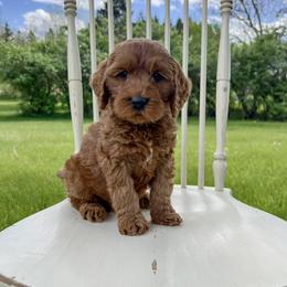 Boy 5 - male Australian Labradoodle puppy in Chelsea, Michigan from Michigan Labradoodles