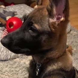 German Shepherd Puppies from Stacey’s German Shepherds