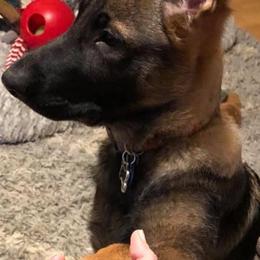 German Shepherd Puppies from Stacey’s German Shepherds