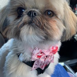 Shih Tzu Puppies from Grandma Ts Precious Puppies