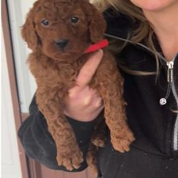 Red boy - Red  male Goldendoodle puppy in Mint Hill, North Carolina from DoodleForever