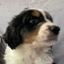 7 - Black tri-color male Aussiedoodle puppy in Tenino, Washington from Silvercreek Aussies and doodles