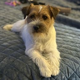 Kiss - Russell Terrier
