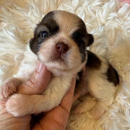 Glamorous - Red and white female Shih Tzu puppy in Long Beach, California from Prieto Shih-Tzu's