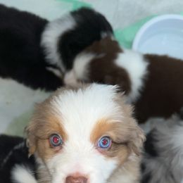 Australian Shepherd Puppies from Southern Sky Aussies
