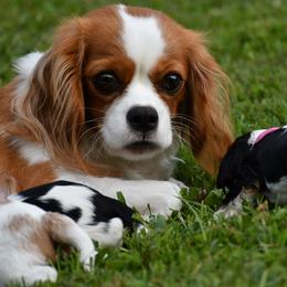 Bailey - Cavalier King Charles Spaniel