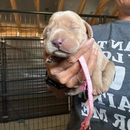 Pink - Yellow female Labrador Retriever puppy in Newton Grove, North Carolina from Wayalife Labradors & Gsp’s