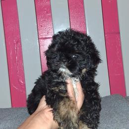 Boy 2 - Black and tan male Shih Tzu puppy in Birmingham, Alabama from K&D kennels