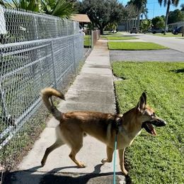 Axel - Fawn Belgian Malinois puppy in Greenacres, Florida from Belgian Herder kennel