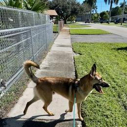 Axel - Fawn Belgian Malinois puppy in Greenacres, Florida from Belgian Herder kennel