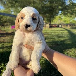 EmmyLou - Purple collar - Apricot female Goldendoodle puppy in Ruthorfordton, North Carolina from Duncan Doodles Goldendoodles
