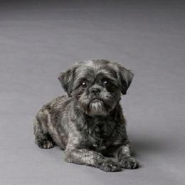 Regina - Shih Tzu