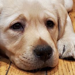 Labrador Retrievers from Holy Oak Labradors