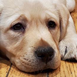 Labrador Retrievers from Holy Oak Labradors