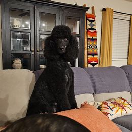 Marley - Poodle