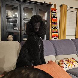 Marley - Poodle