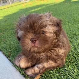 Mocha - Chocolate female Shih Tzu puppy in Riverside, California from AKC Shih Tzu of California