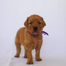 Golden Retriever Puppies from Golden Wiggle Retrievers