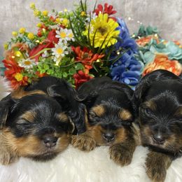 Yorkshire Terrier Puppies from Cutest AKC AZ Yorkies