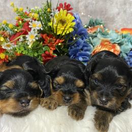 Yorkshire Terrier Puppies from Cutest AKC AZ Yorkies