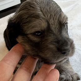 Boy 1 - Cream male Dachshund puppy in Palestine, Texas from Doxie Den🐾