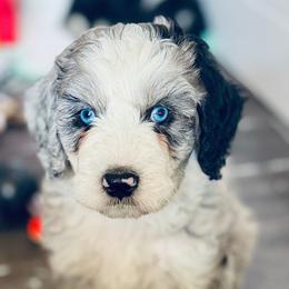 Oakley - Blue merle male Aussiedoodle puppy in Hempstead, Texas from Young Gun Aussies