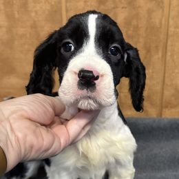 Shredder - Black and white English Springer Spaniel puppy in Duncansville, Pennsylvania from Paylie Springers