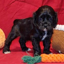 Julia - Black female Cocker Spaniel puppy in Crossville, Tennessee from Timber Sunrise Cockers